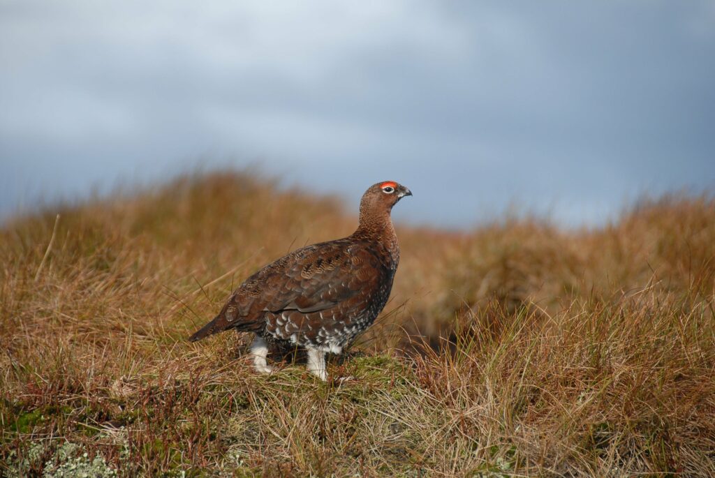 Dartmoor Nature Reserve red grouse birdwatching Devon