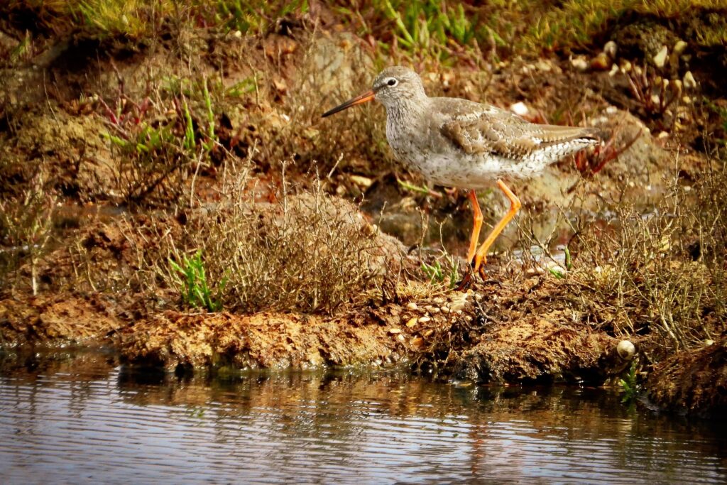 Exminster Marshes lapwing birdwatching devon