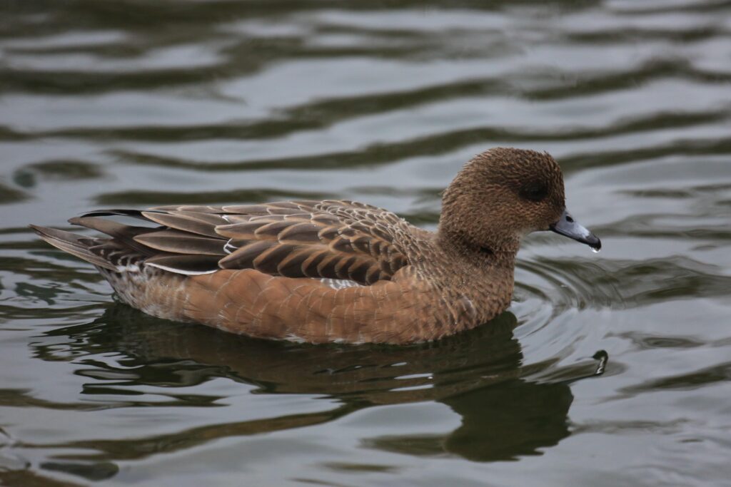 Axe Estuary wigeon devon birdwatching