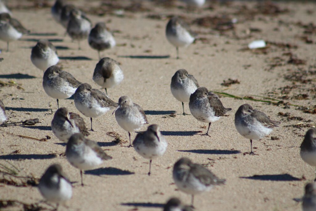 Dawlish Warren Nature Reserve dunlin birdwatching Devon