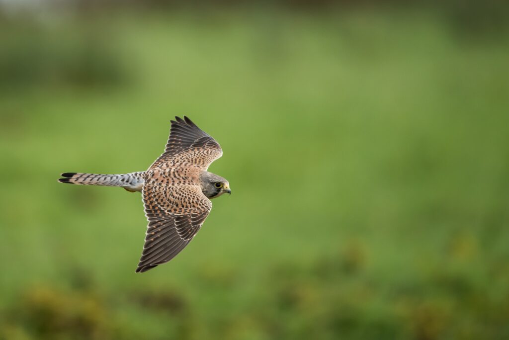 Devon birdwatching Haldon Forest kestrel