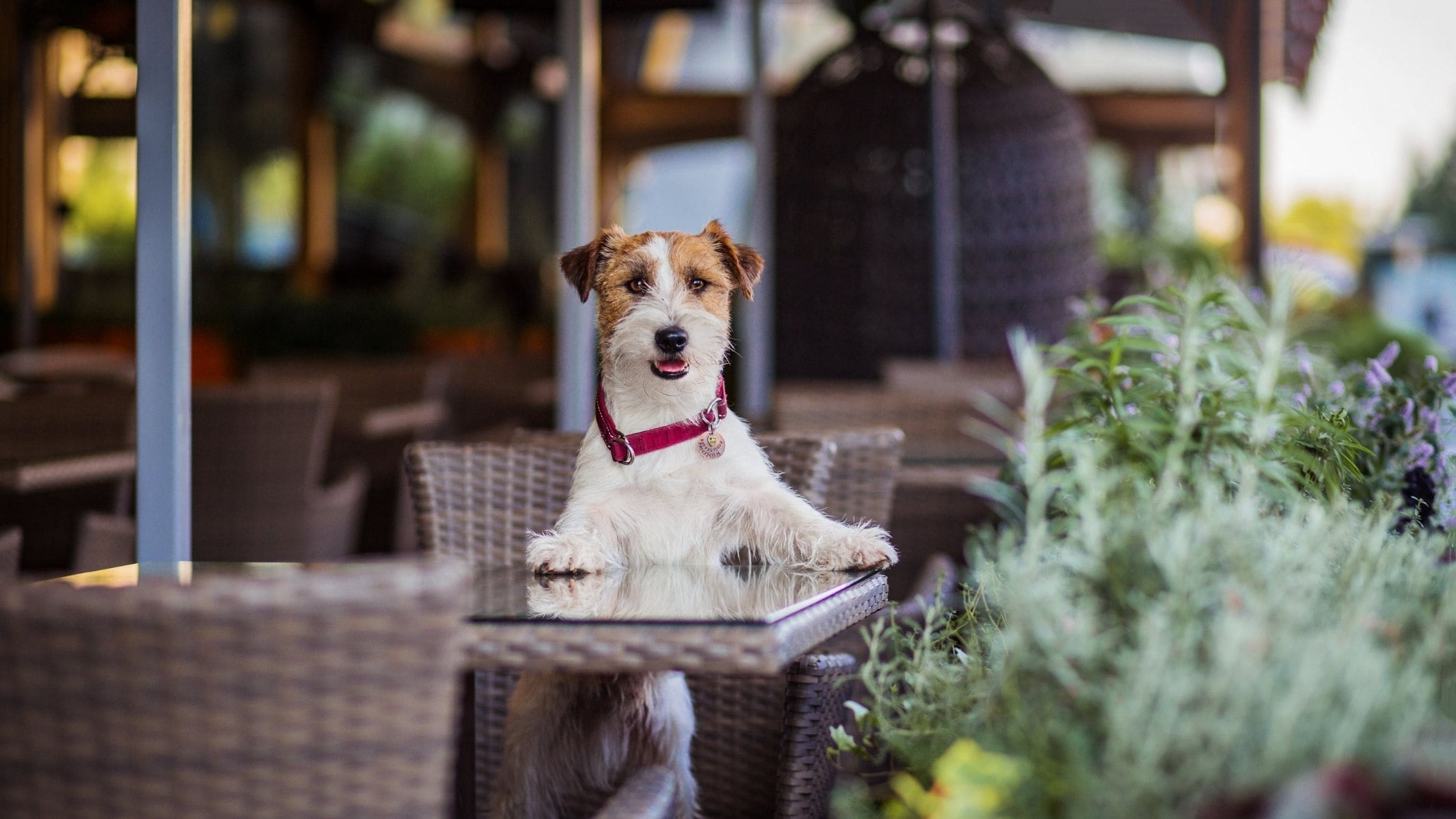 Dog-Friendly Pubs Devon Dawlish-min