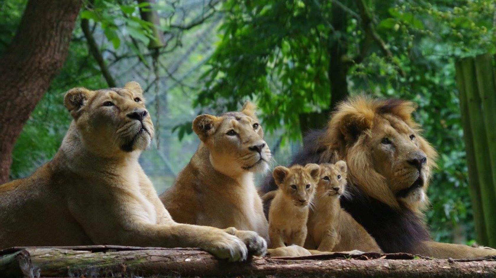 paignton zoo